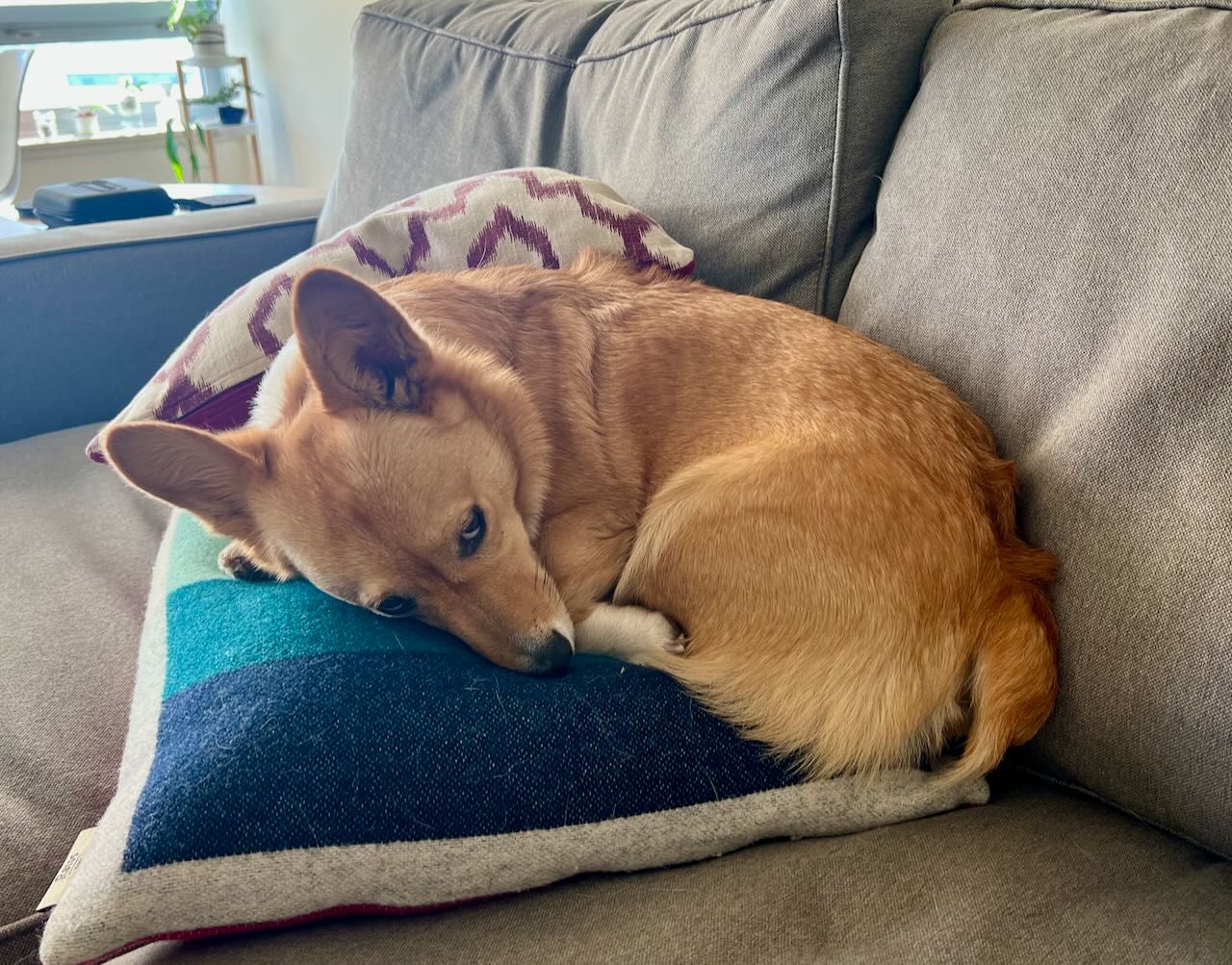 Corgi on a pillow.