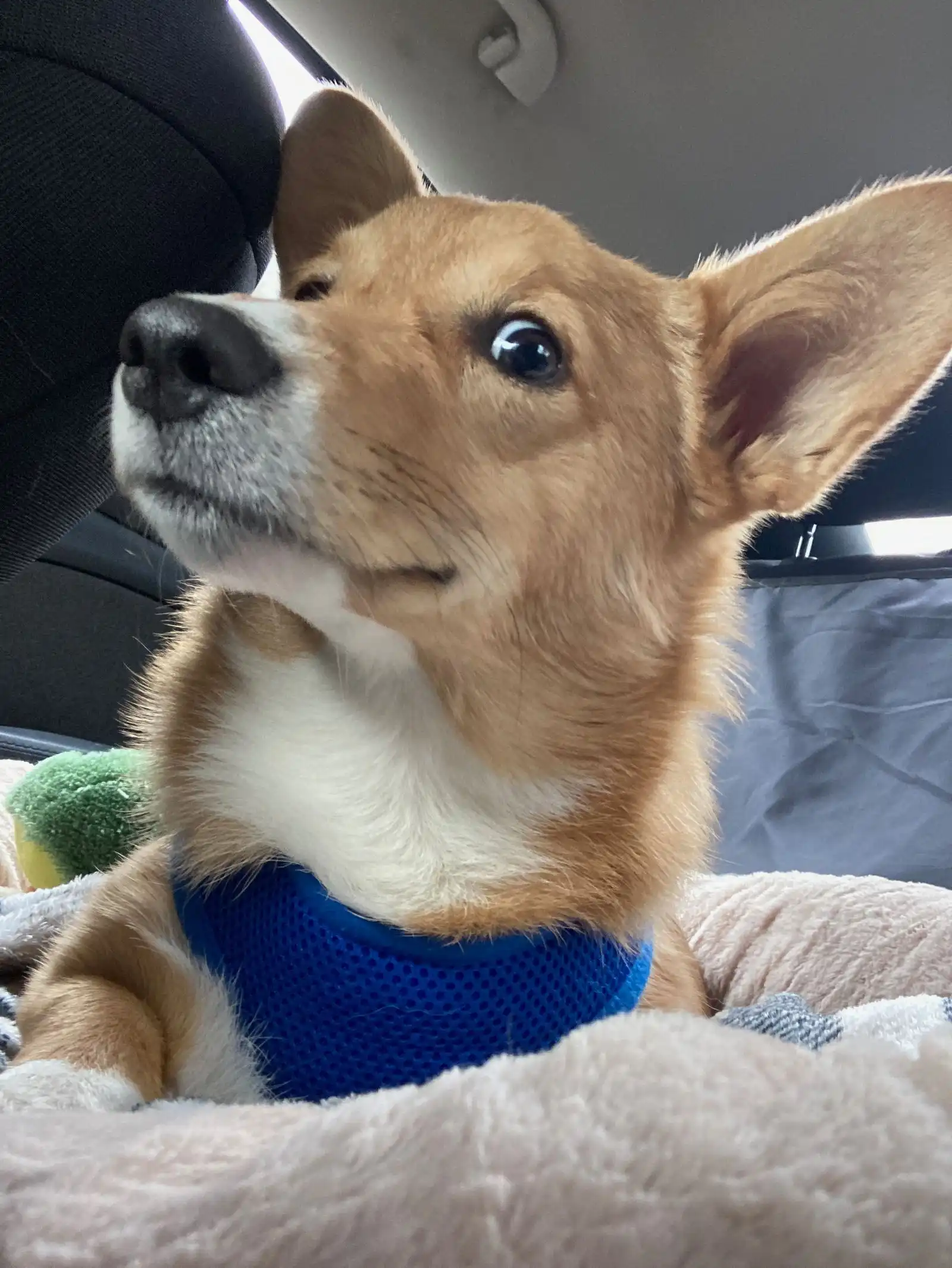 Corgi in the back of a car.