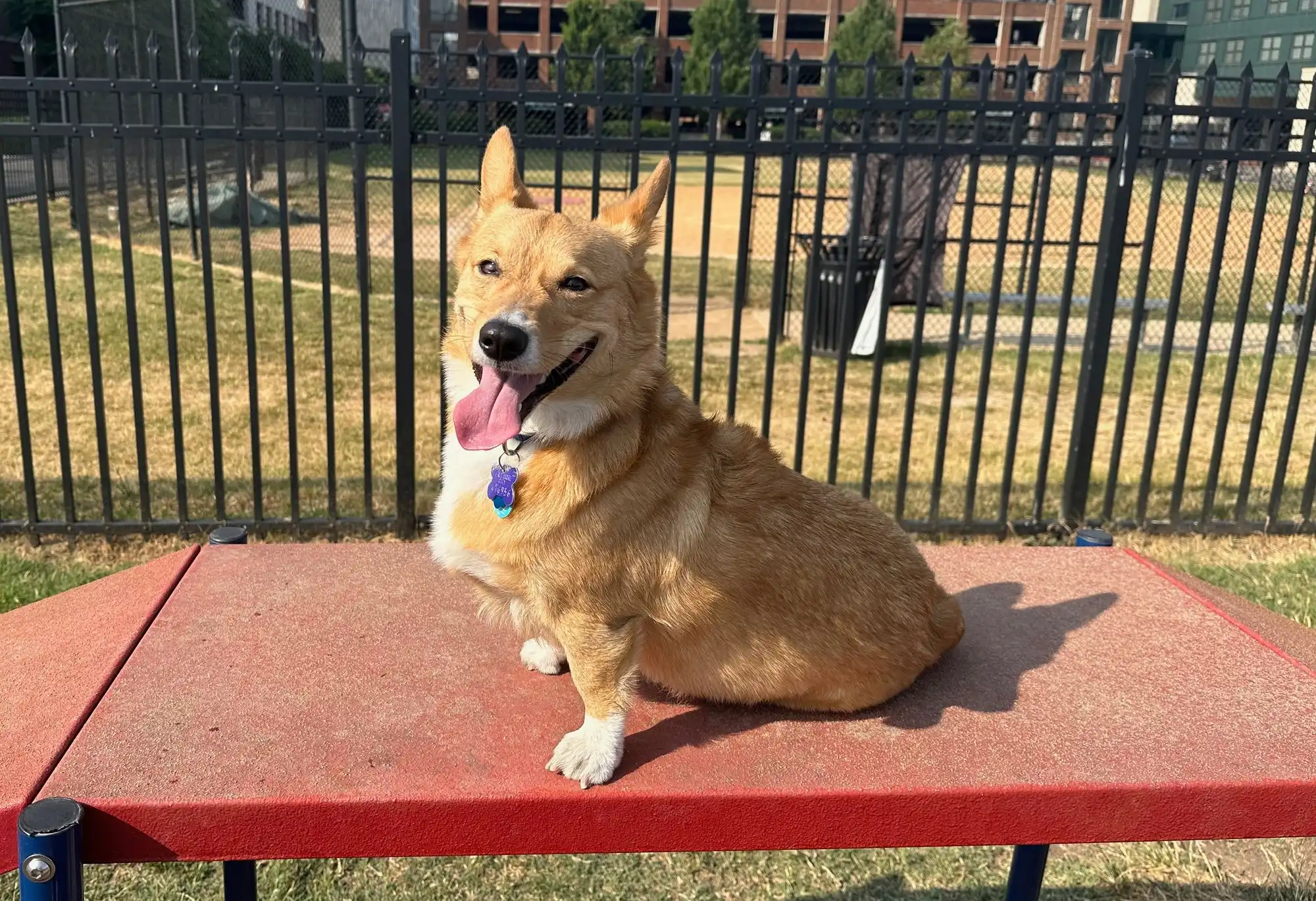 A corgi at an agility course.