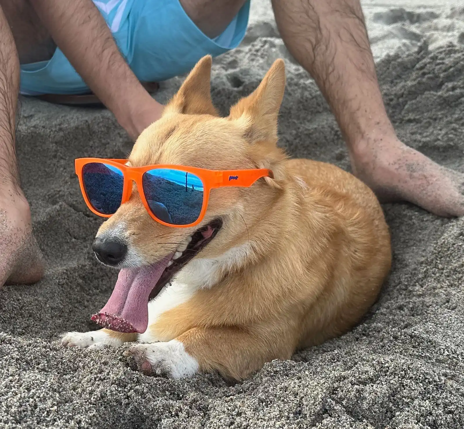 Dog wearing sunglasses on the beach.