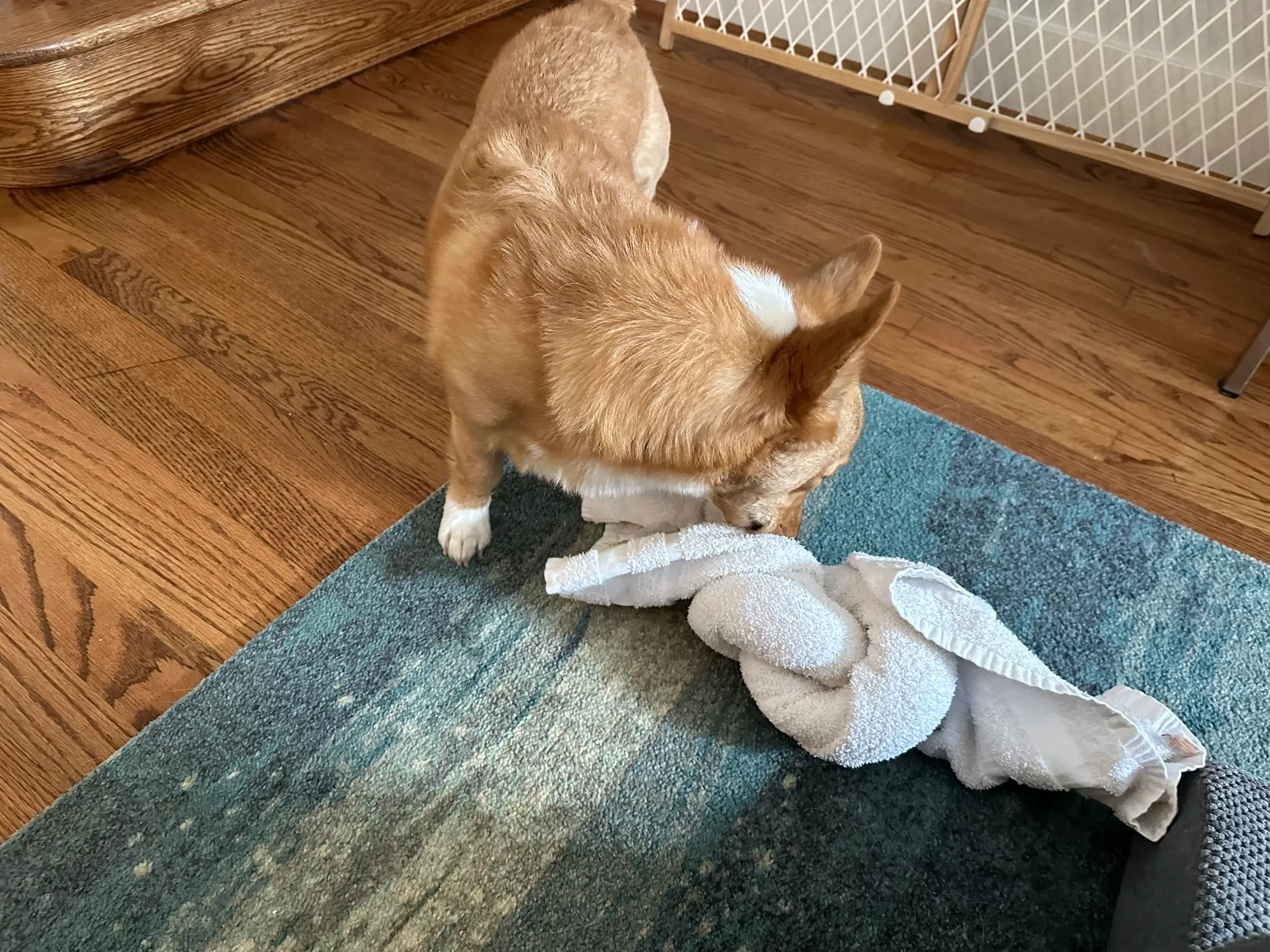 A corgi with a towel puzzle.