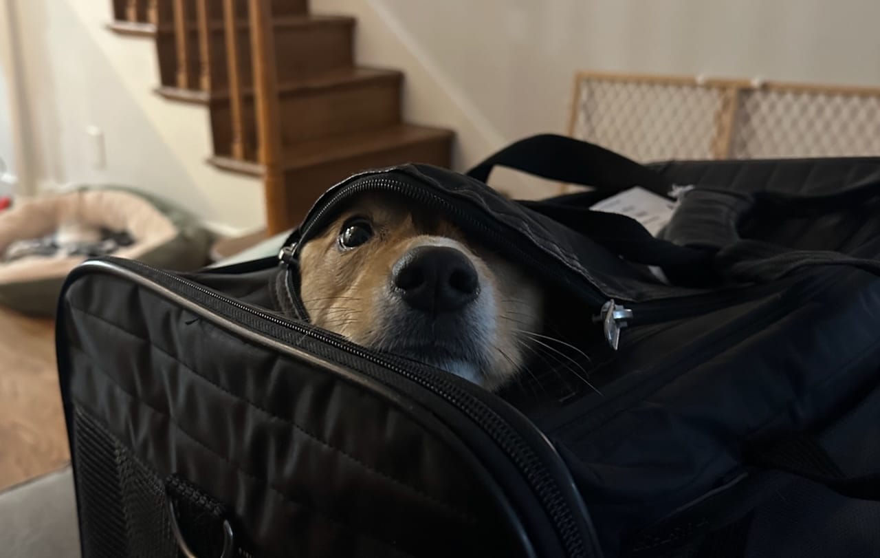 A corgi in pet carrier pokes his head out of an unzipped top flap.