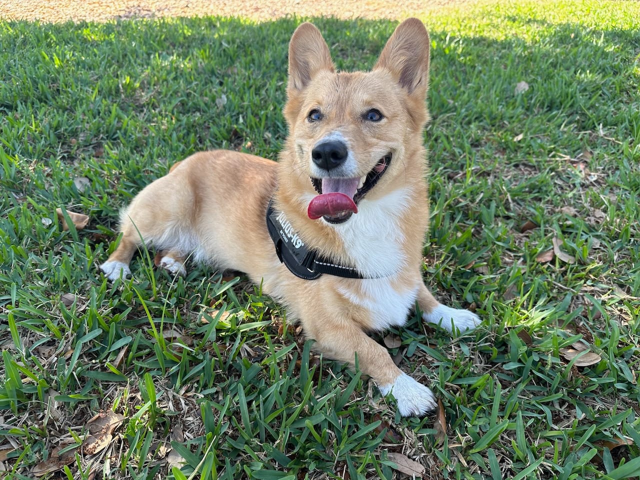 A corgi lays down in the shaded grass of a dog park, tongue out.