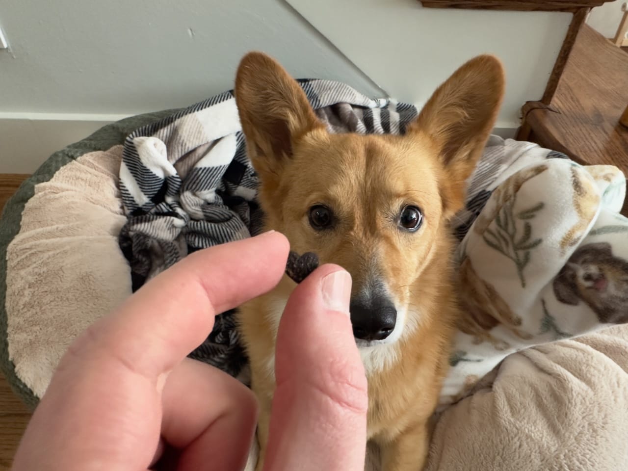 A corgi stares at a small dog treat, shaped like a heart.