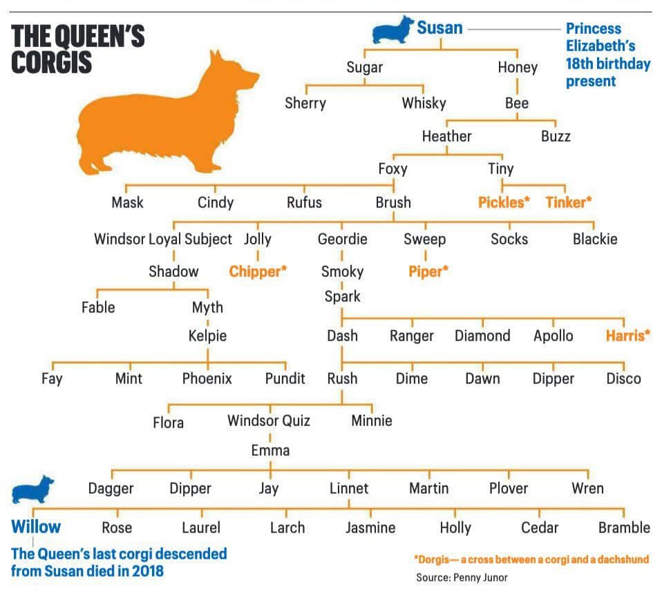 The corgi family tree, beginning with Susan.