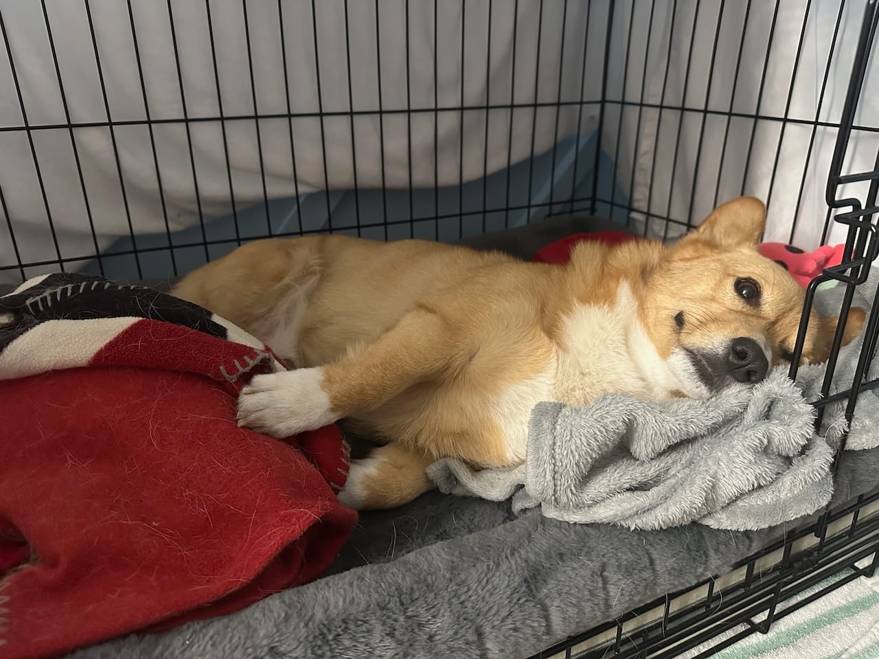 Corgi Crate Sizing